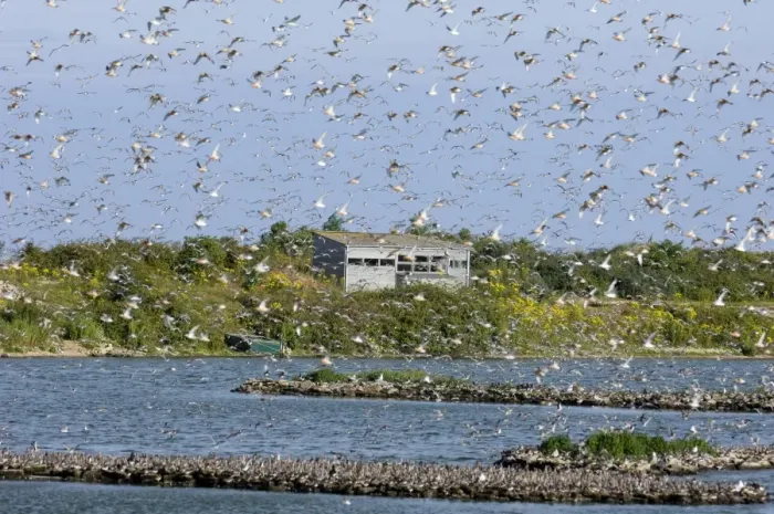 Framed Print : Knot calidris canutus arriving at high tide roost on island in gravel pit at Snettisham