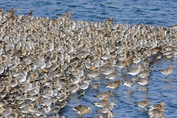 Knot Calidris canutus and Black-tailed Godwits Limosa limosa at high tide roost on