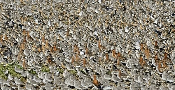 Knot Calidris canutus and Black-tailed Godwits Limosa limosa at high tide roost on