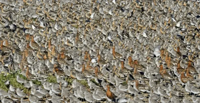 Framed Print : Knot Calidris canutus and Black-tailed Godwits Limosa limosa at high tide roost on Framed Print : Knot Calidris canutus and Black-tailed Godwits Limosa limosa at high tide roost on