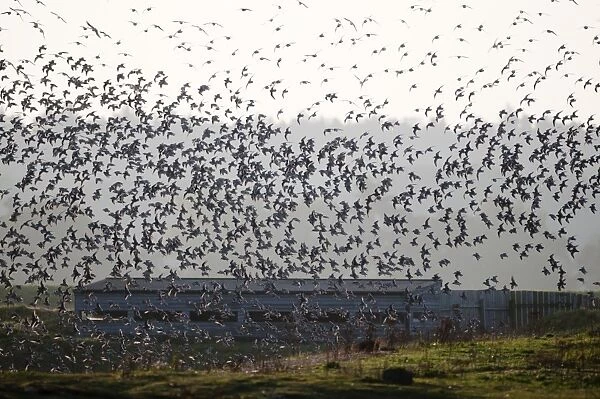 Knot Calidris canutus flock arriving at high tide roost in front of hides at Snettisham