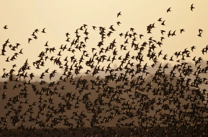 Framed Print : Knot Calidris canutus flock arriving at high tide roost in front of hides at Snettisham Framed Print : Knot Calidris canutus flock arriving at high tide roost in front of hides at Snettisham
