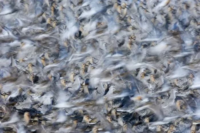 Framed Print : Knot Calidris canutus flock exploding from roost at Snettisham on the Wash Norfolk August