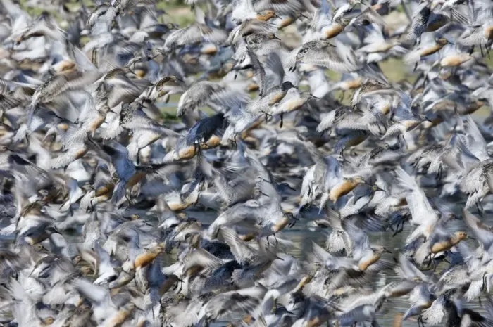 Framed Print : Knot Calidris canutus flock exploding from roost at Snettisham on the Wash Norfolk August Framed Print : Knot Calidris canutus flock exploding from roost at Snettisham on the Wash Norfolk August