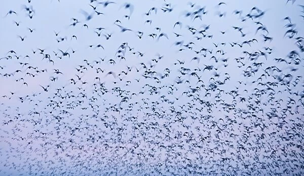 Knot Calidris canutus flock flying in to high tide roost at Snettisham RSPB Reserve