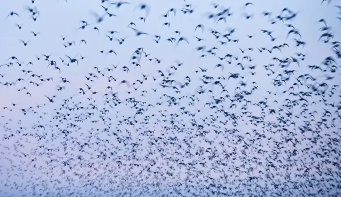 Framed Print : Knot Calidris canutus flock flying in to high tide roost at Snettisham RSPB Reserve Framed Print : Knot Calidris canutus flock flying in to high tide roost at Snettisham RSPB Reserve