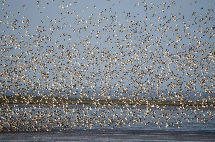 Framed Print : Knot Calidris canutus flocking over the Wash at Snettisham Norfolk prior to high Framed Print : Knot Calidris canutus flocking over the Wash at Snettisham Norfolk prior to high