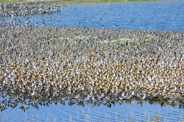 Knot calidris canutus at high tide roost on island in gravel pit at Snettisham RSPB