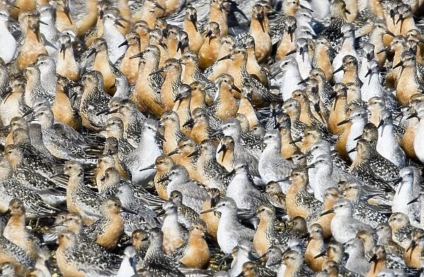 Knot Calidris canutus at high tide roost on island in gravel pit at Snettisham RSPB