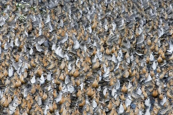 Knot Calidris canutus at high tide roost on island in gravel pit at Snettisham RSPB
