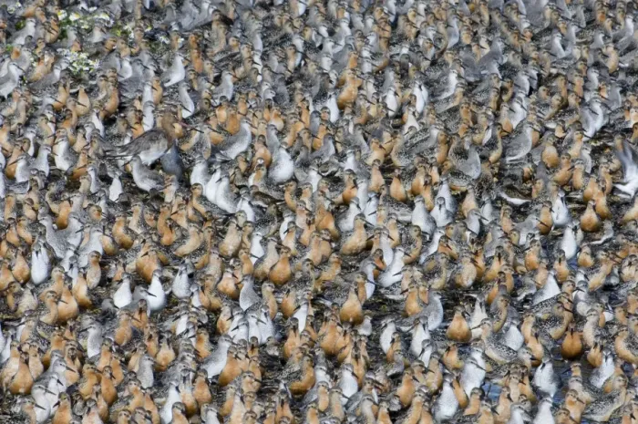 Framed Print : Knot Calidris canutus at high tide roost on island in gravel pit at Snettisham RSPB Framed Print : Knot Calidris canutus at high tide roost on island in gravel pit at Snettisham RSPB