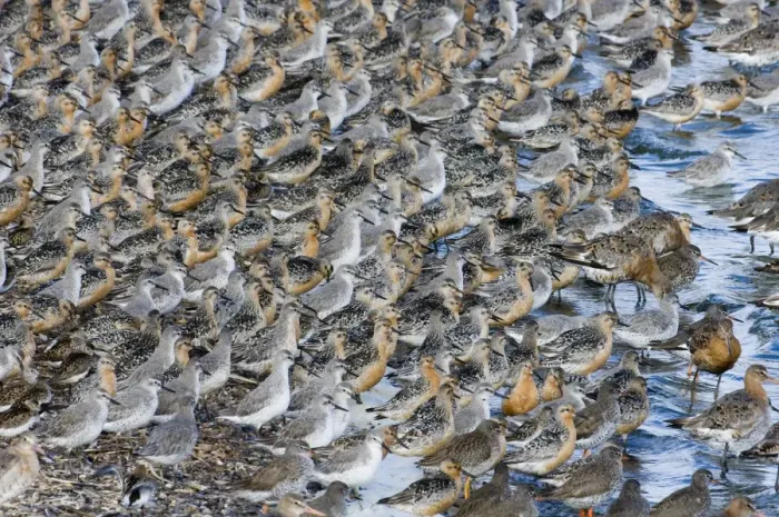 Framed Print : Knot Calidris canutus at high tide roost on island in gravel pit at Snettisham RSPB Framed Print : Knot Calidris canutus at high tide roost on island in gravel pit at Snettisham RSPB