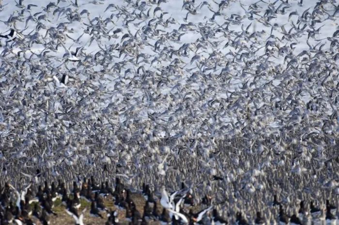 Framed Print : Knot Calidris canutus at high tide roost on Snettisham RSPB Reserve in the Wash Framed Print : Knot Calidris canutus at high tide roost on Snettisham RSPB Reserve in the Wash