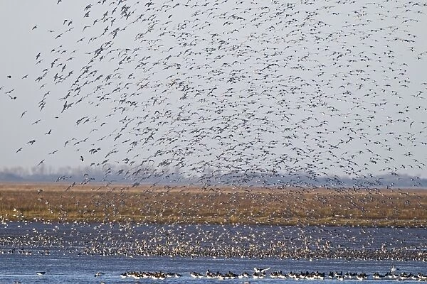 Knot Calidris canutus (Oystercatchers in foreground) arriving at high tide roost