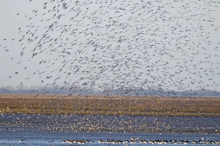 Framed Print : Knot Calidris canutus (Oystercatchers in foreground) arriving at high tide roost Framed Print : Knot Calidris canutus (Oystercatchers in foreground) arriving at high tide roost