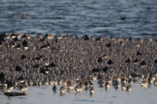 Knot Calidris canutus and a few Oystercatchers at high tide roost on pit at Snettisham