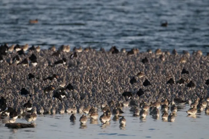 Framed Print : Knot Calidris canutus and a few Oystercatchers at high tide roost on pit at Snettisham Framed Print : Knot Calidris canutus and a few Oystercatchers at high tide roost on pit at Snettisham