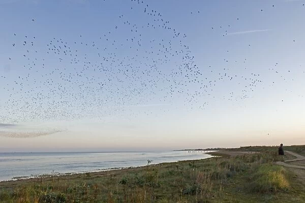 Knot Calidris canutus pouring in off the Wash at Snettisham RSPB Reserve to roost