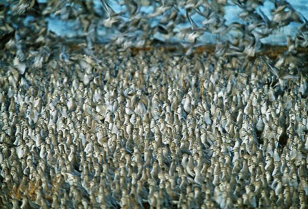 Knot, Calidris canutus, roost at Snettisham RSPB Reserve, The Wash, Norfolk, winter
