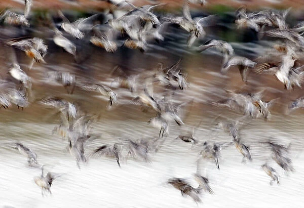 Knot Calidris canutus at Snettisham RSPB Reserve in the Wash North Norfolk September