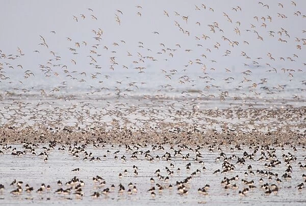 Knot Calidris canutus at Snettisham RSPB Reserve in the Wash North Norfolk September