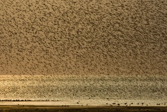 Framed Print : Knot Calidris canutus swirling over exposed mudflats of the Wash off Snettisham RSPB Framed Print : Knot Calidris canutus swirling over exposed mudflats of the Wash off Snettisham RSPB