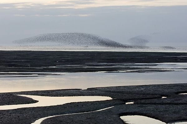 Knot Calidris canutus swirling in a large flock over the Wash off Snettisham RSPB