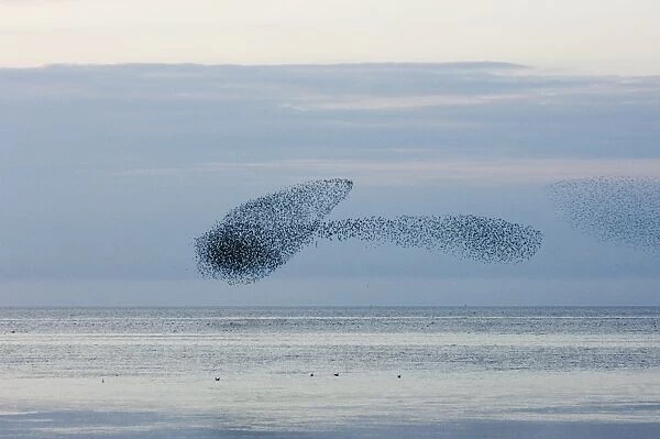 Knot Calidris canutus swirling in a large flock over the Wash off Snettisham RSPB