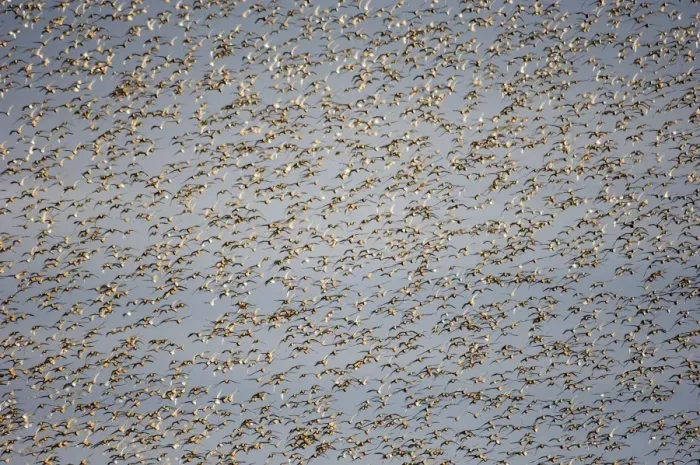 Framed Print : Knot Calidris canutus swirling in a large flock over the Wash off Snettisham RSPB Framed Print : Knot Calidris canutus swirling in a large flock over the Wash off Snettisham RSPB