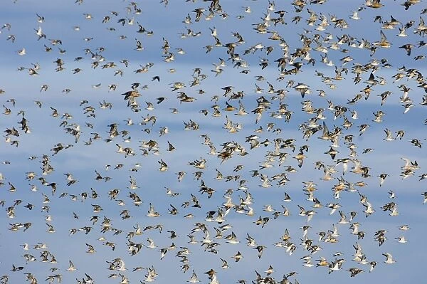 Knot Calidris canutus over the Wash off Snettisham RSPB Reserve Norfolk August