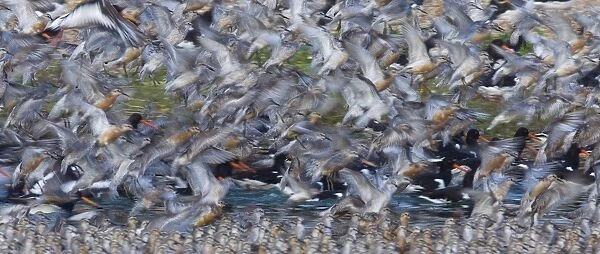 Knot and Oystercatchers at high tide roost Snettisham RSPB Reserve The Wash Norfolk