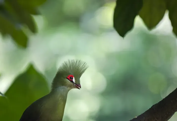 Framed Print : Knysna Turaco (Tauraco corythaix ) rstricted to South Africa Framed Print : Knysna Turaco (Tauraco corythaix ) rstricted to South Africa
