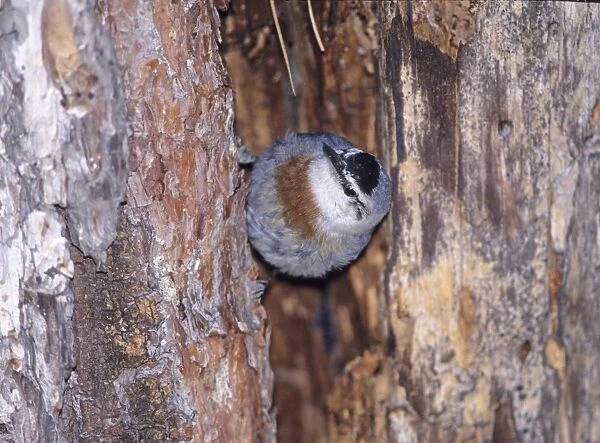 Krupers Nuthatch Sitta krueperi emerging from nest in crevice of tree Lesvos Greece