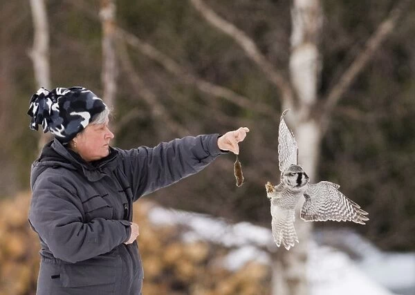 Lady feeding a Hawk Owl with dead vole central Finland winter