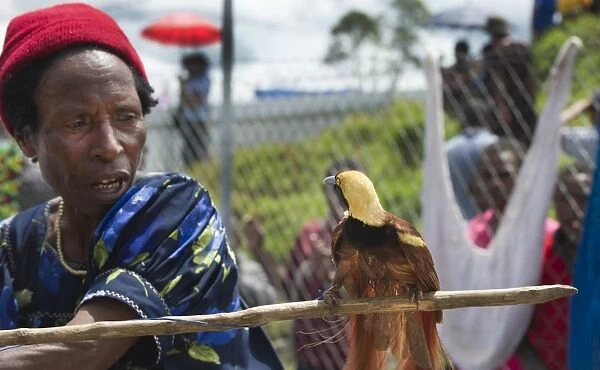 Lady in market with male Raggiana Bird of Paradise for sale Mt Hagen Papua New Guinea