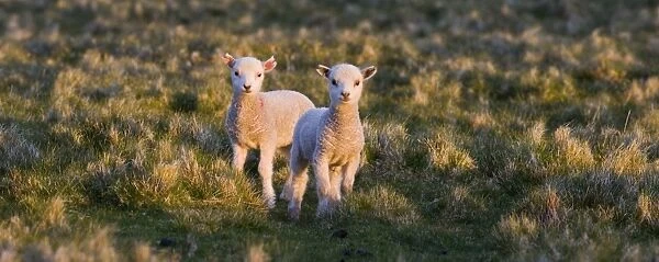 Lambs Shetland Scotland May