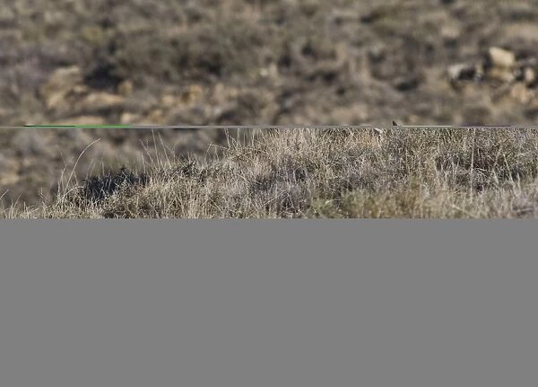 Lammergeier Gypaetus barbatus adult Aren Pyrenees Spain January