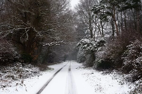 Lane covered in snow on Holkham Estate North Norfolk winter