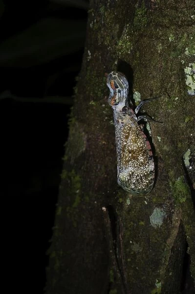 Lantern Fly (Alligator Bug) Fulgora laternaria Tambopata Amazon Peru