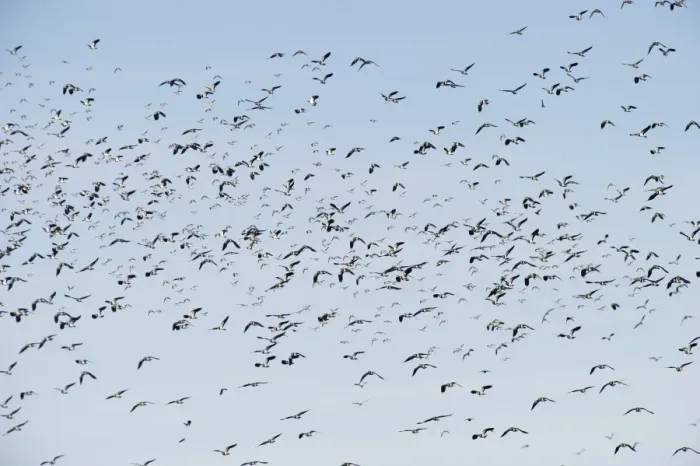Framed Print : Lapwing Vanellus vanellus flock Slimbridge Glos winter Framed Print : Lapwing Vanellus vanellus flock Slimbridge Glos winter