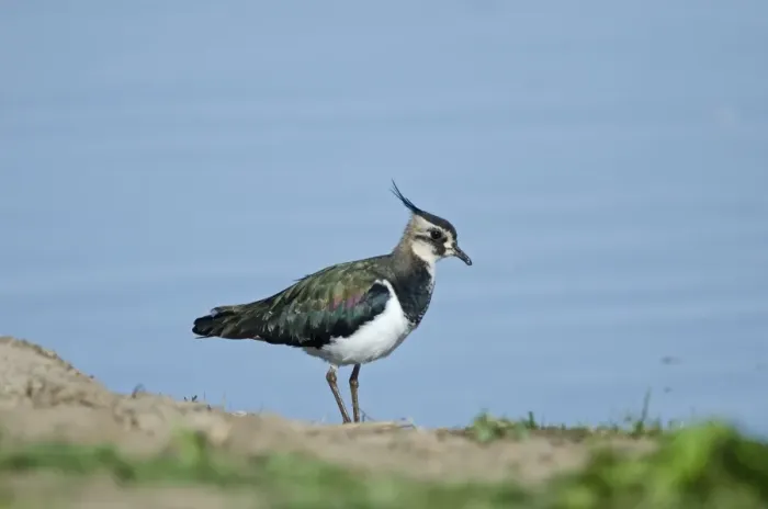Framed Print : Lapwing Vanellus vanellus Norfolk autumn Framed Print : Lapwing Vanellus vanellus Norfolk autumn