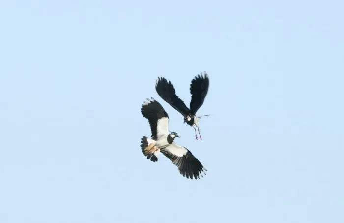 Framed Print : Lapwing Vanellus vanellus in territorial dispute Cley Norfolk April Framed Print : Lapwing Vanellus vanellus in territorial dispute Cley Norfolk April