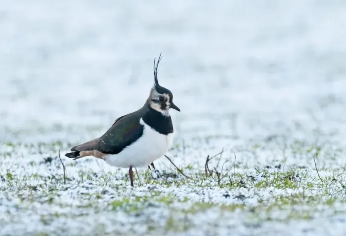 Framed Print : Lapwing Vanellus vanellus in winter Norfolk Framed Print : Lapwing Vanellus vanellus in winter Norfolk