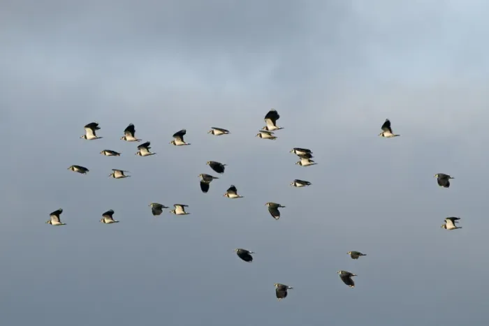 Framed Print : Lapwings Vanellus vanellus Norfolk winter Framed Print : Lapwings Vanellus vanellus Norfolk winter