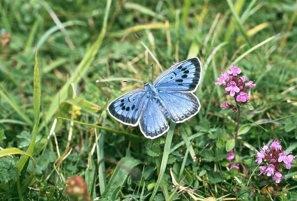 Large Blue Butterfly, female, part of re-introduced population, Somerset, UK, July