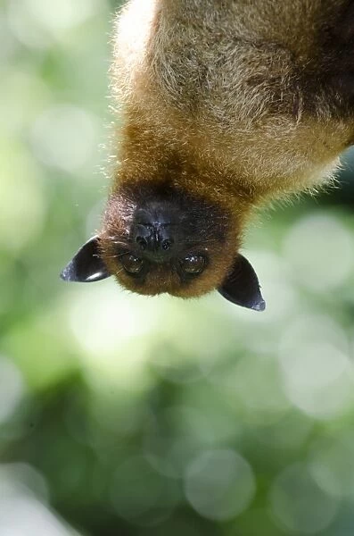 Large or Greater Flying Fox (Pteropus vampyrus) or Kalang. From South East Asia