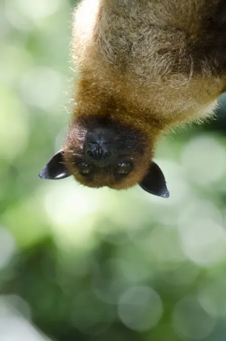 Framed Print : Large or Greater Flying Fox (Pteropus vampyrus) or Kalang. From South East Asia Framed Print : Large or Greater Flying Fox (Pteropus vampyrus) or Kalang. From South East Asia