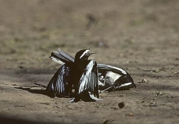 Large Pied Wagtails fighting Bharatpur India