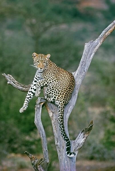Leopard, resting in tree, Samburu, Kenya