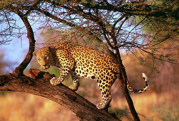 Leopard, S. Africa